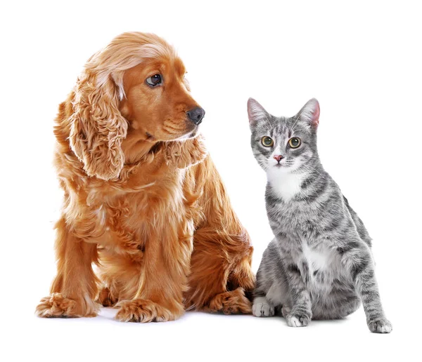 Schattige hond en kat — Stockfoto