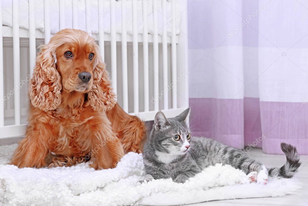 Cute dog and cat