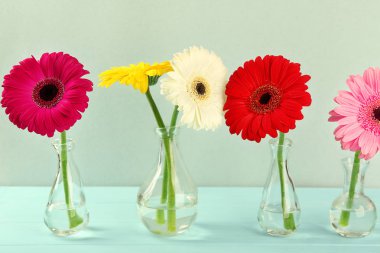 Güzel Gerbera çiçekleri 