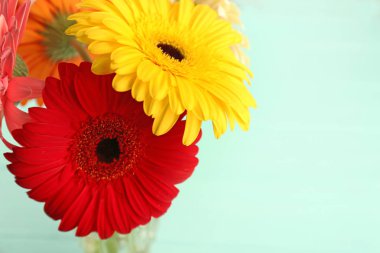 Güzel Gerbera çiçekleri 