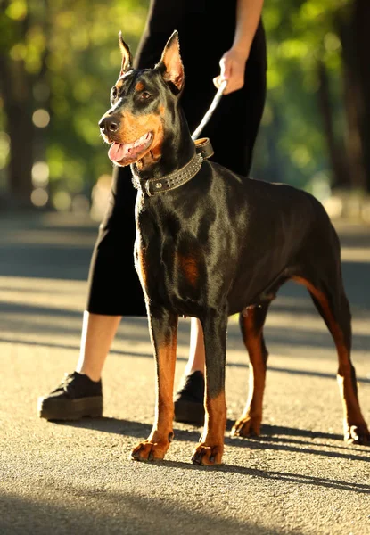 Donna che cammina nel parco con il suo cane — Foto Stock