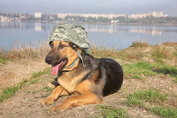 Alman çoban köpek askeri kask ile — Stok fotoğraf