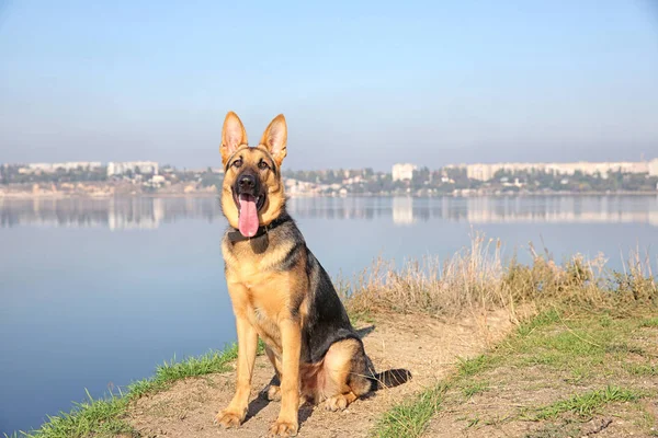 Şirin Alman çoban köpeği — Stok fotoğraf