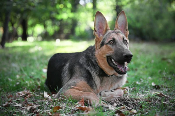 Perro pastor alemán acostado en el bosque — Foto de Stock