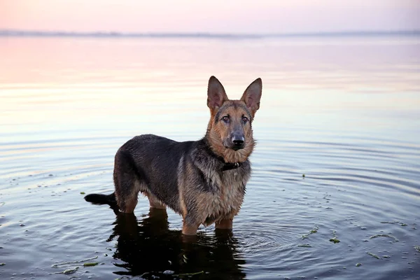 德国牧羊犬在水中 — 图库照片