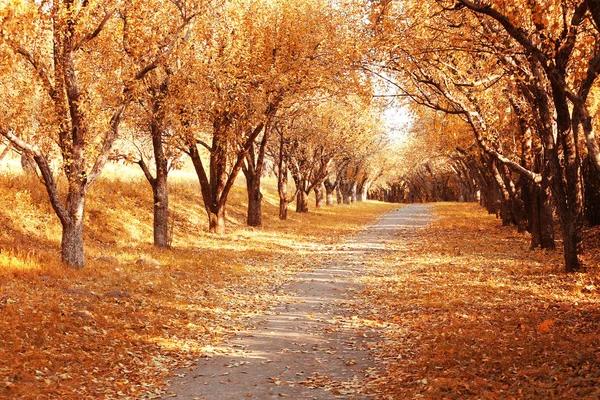 Widok na piękny park — Zdjęcie stockowe