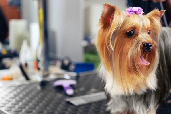 Yorkshire Terrier im Salon — Stockfoto