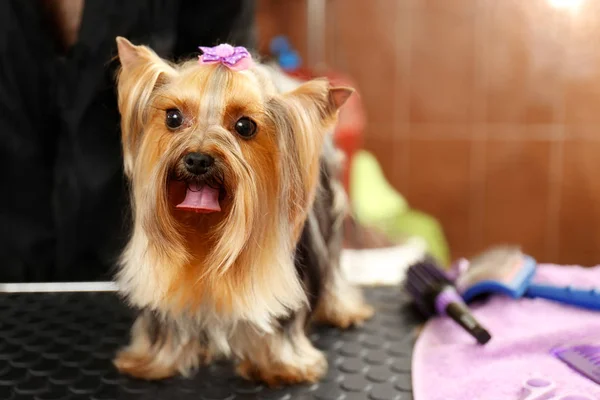 Yorkshire terrier dans le salon — Photo