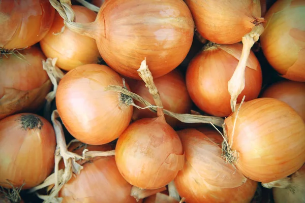 Freshly harvested onions — Stock Photo, Image