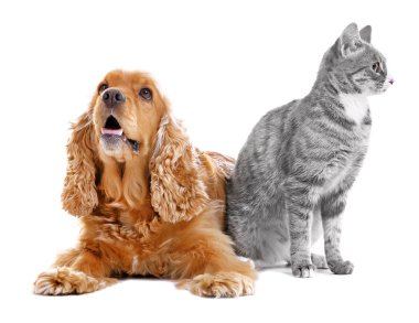 Sevimli köpek ve kedi birlikte