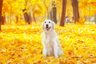 Komik labrador geri almak 