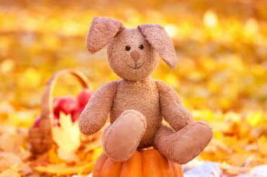 Kabak üzerinde sevimli sevimli oyuncak 