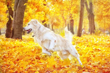 Komik labrador geri almak 