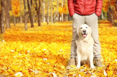 Komik labrador geri almak 