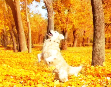 Komik labrador geri almak 