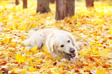 Komik labrador geri almak 