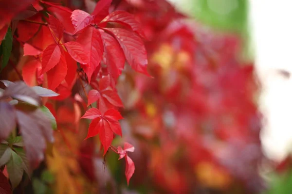 Red leaves of wild grape — Stock Photo, Image