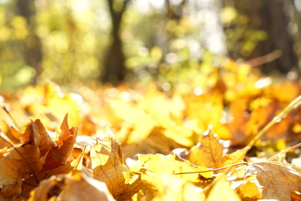 Padlé listy v podzimním parku — Stock fotografie