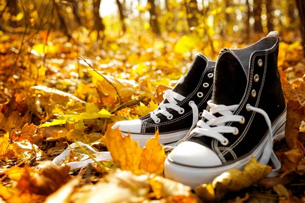 Пара кросівок на опале листя — стокове фото