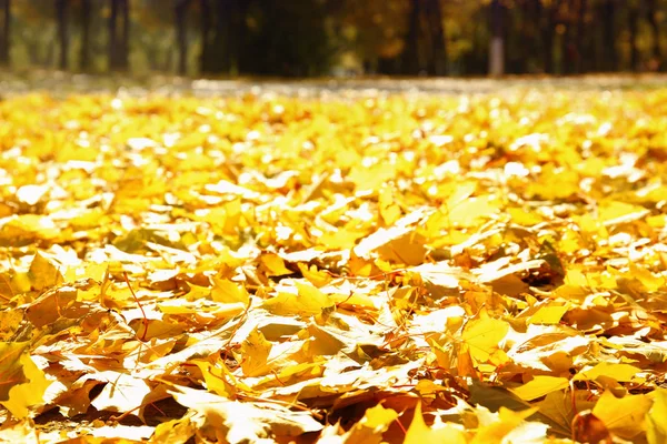 Foglie cadute nel parco d'autunno — Foto Stock