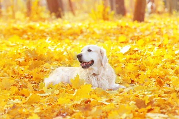 Zabawny labrador retriever — Zdjęcie stockowe