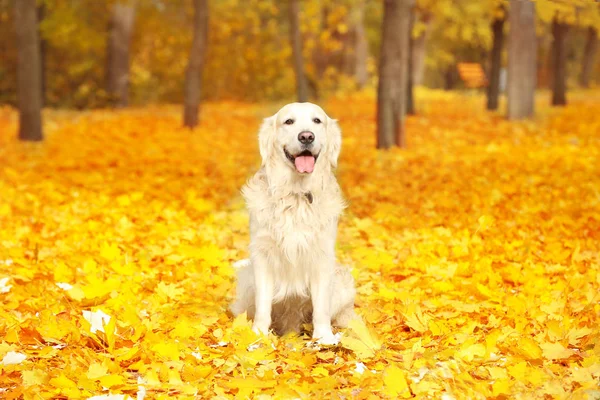 Zabawny labrador retriever — Zdjęcie stockowe