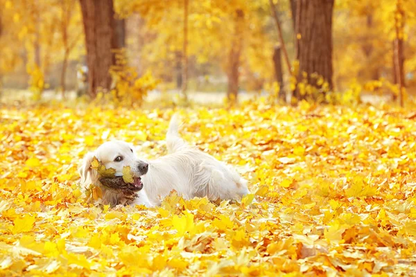 Zabawny labrador retriever — Zdjęcie stockowe