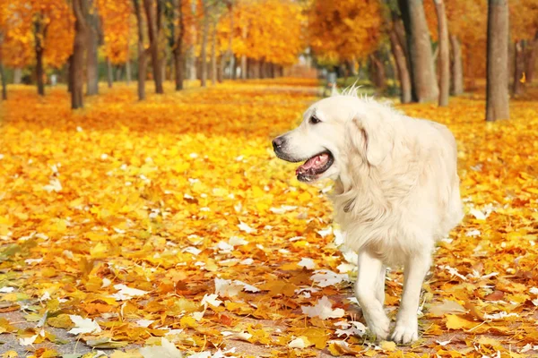 Zabawny labrador retriever — Zdjęcie stockowe