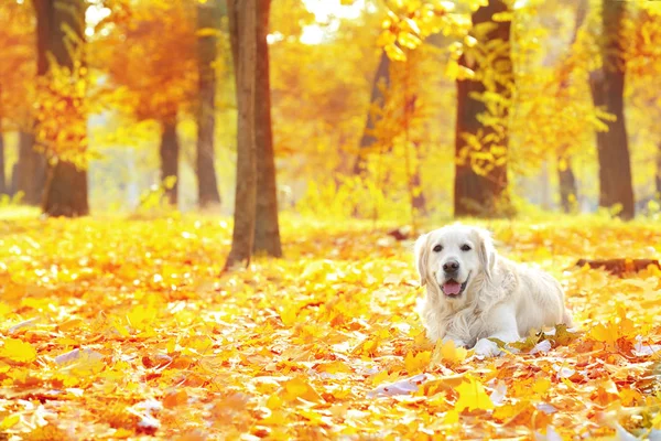 Zabawny labrador retriever — Zdjęcie stockowe