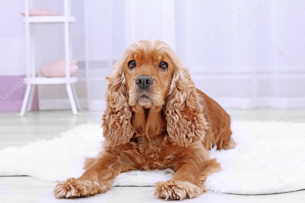 dog on rug at home