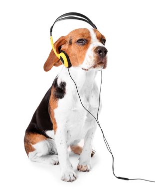 Kulaklık takmış beagle köpek