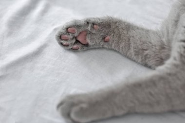 İngiliz yavru kedi pençeleri 