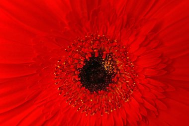 Güzel kırmızı gerbera çiçeği