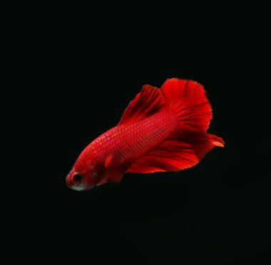 Akvaryumda Balık Yüzüyor