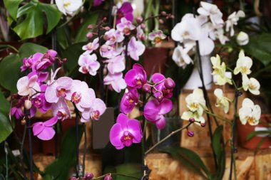 orchid flowers at floral shop clipart