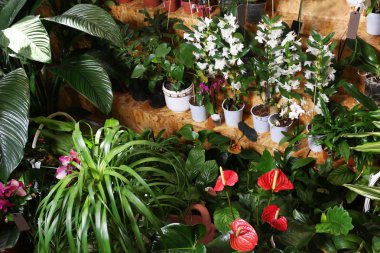 Güzel çiçekler ürün yelpazesine 