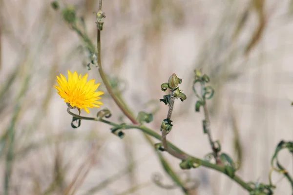 Prairie jaune fleur — Photo