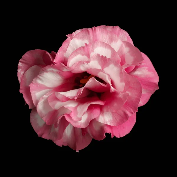Beautiful eustoma flower — Stock Photo, Image