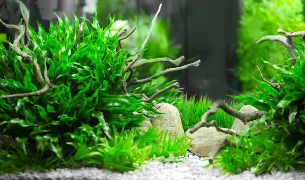 Aquarium für Zootiere — Stockfoto