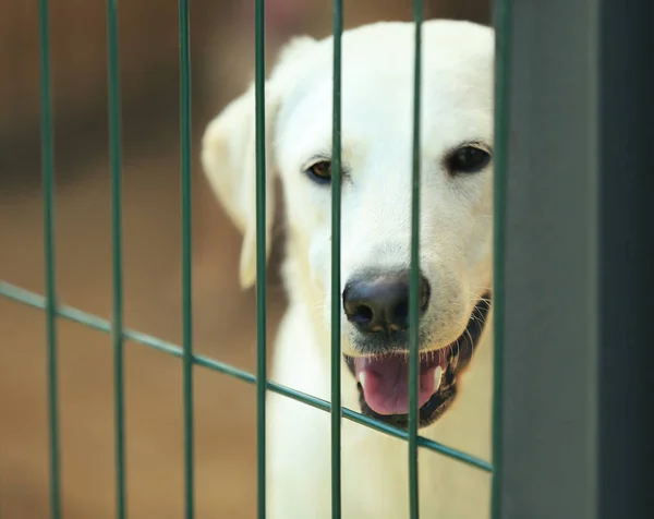 Evsiz köpek hayvan barınağı kafes içinde — Stok fotoğraf