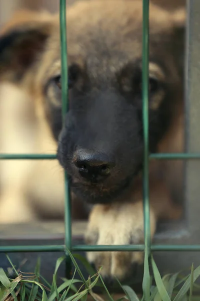 Evsiz köpek yavrusu portresi — Stok fotoğraf