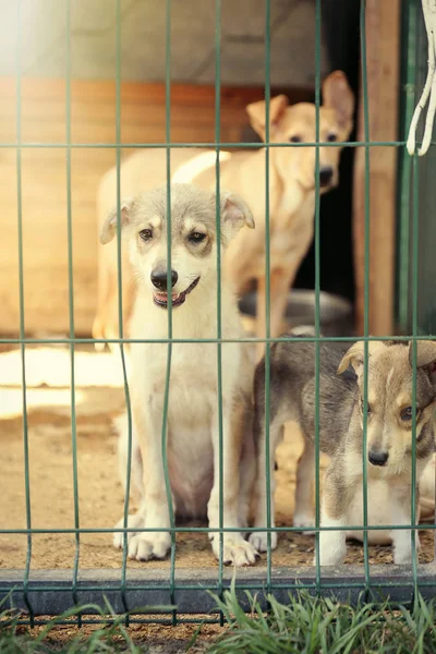 Chiots en cage d'abris pour animaux — Photo