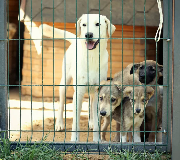Perros en jaula de refugio de animales — Foto de Stock