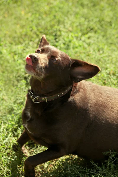 Anjing lucu di luar rumah di rumput — Stok Foto