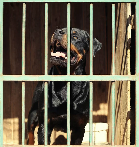 Rottweiler dans une cage d'abris pour animaux — Photo