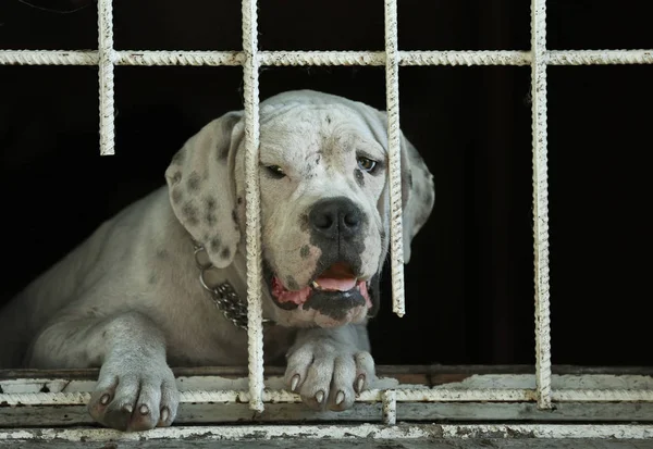 Üzgün evsiz köpek portresi — Stok fotoğraf