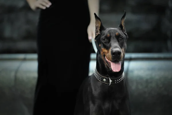 Retrato de cão doberman ao ar livre — Fotografia de Stock