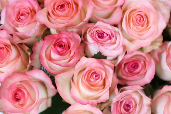 Verse roze rozen — Stockfoto
