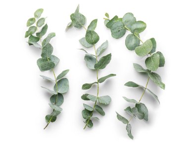 Green eucalyptus branche