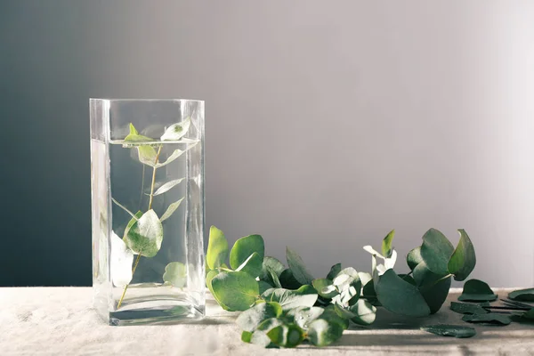 Green eucalyptus branch — Stock Photo, Image